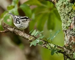 Mniotilta varia