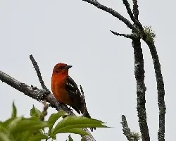 Piranga bidentata