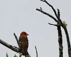 Piranga bidentata
