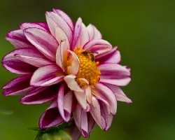 Flores