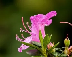 Flores y gotas
