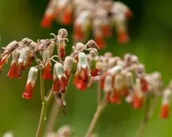 Flores y gotas