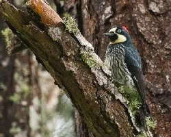 Melanerpes formicivorus