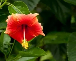 Hibiscus sp