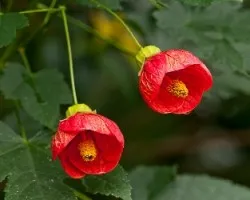 Abutilon sp