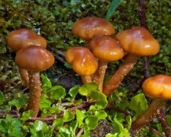 Hongos
