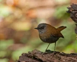 Catharus gracilirostris