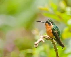 Lampornis calolaemus