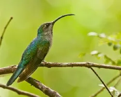 Campylopterus hemileucurus