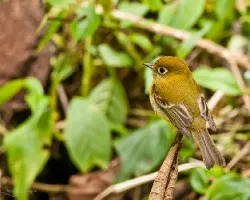 Empidonax flavescens