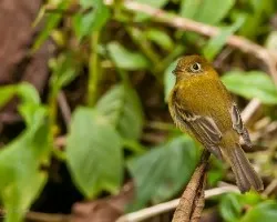 Empidonax flavescens