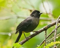 Pselliophorus luteoviridis