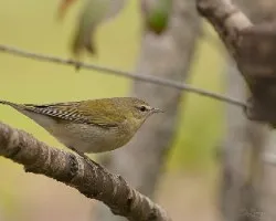 Oreothlypis peregrina