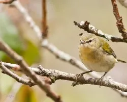 Oreothlypis peregrina