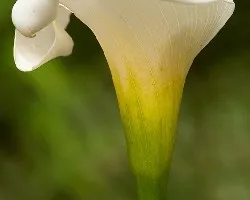 Zantedeschia aethiopica