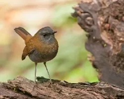 Catharus gracilirostris