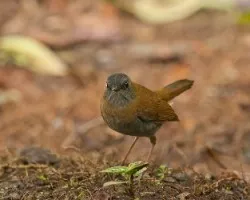 Catharus gracilirostris