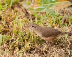 Troglodytes aedon