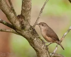 Troglodytes aedon