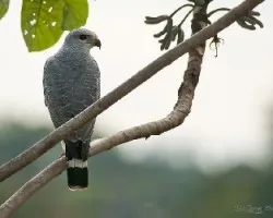 Buteo nitidus
