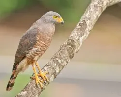 Buteo magnirostris
