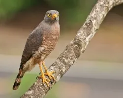 Buteo magnirostris