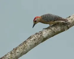 Melanerpes rubricapillus