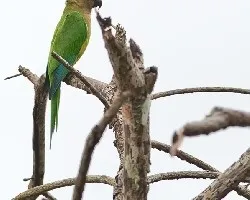 Aratinga pertinax