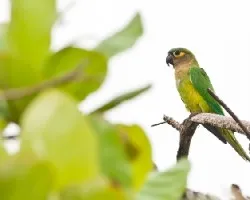 Aratinga pertinax