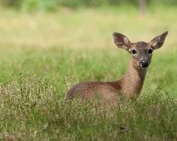 Odocoileus virginianus