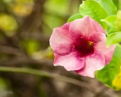 Allamanda violacea