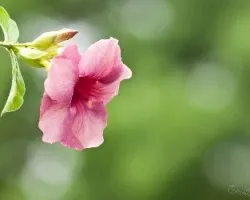 Allamanda violacea