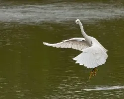 Egretta thula