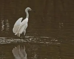 Egretta thula