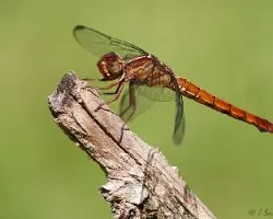 La libelula