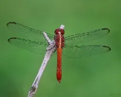 Otra Libelula