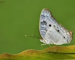 La Dama Blanca