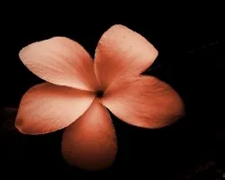 Flor de la Amapola