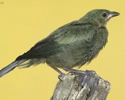 Thraupis palmarum