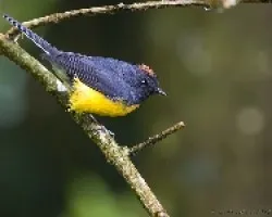 Myioborus  miniatus