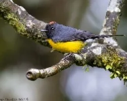 Myioborus  miniatus