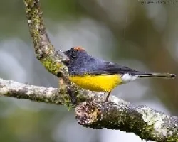 Myioborus  miniatus