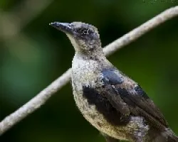 Quiscalus mexicanus macho juvenil