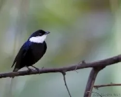 Corapipo altera