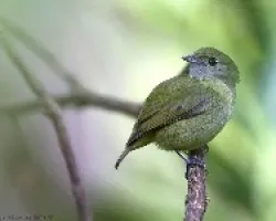 Corapipo altera