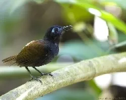Myrmeciza exsul