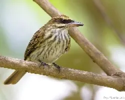 Myiodynastes maculatus