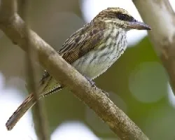 Myiodynastes maculatus