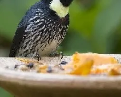Melanerpes formicivorus