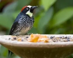 Melanerpes formicivorus